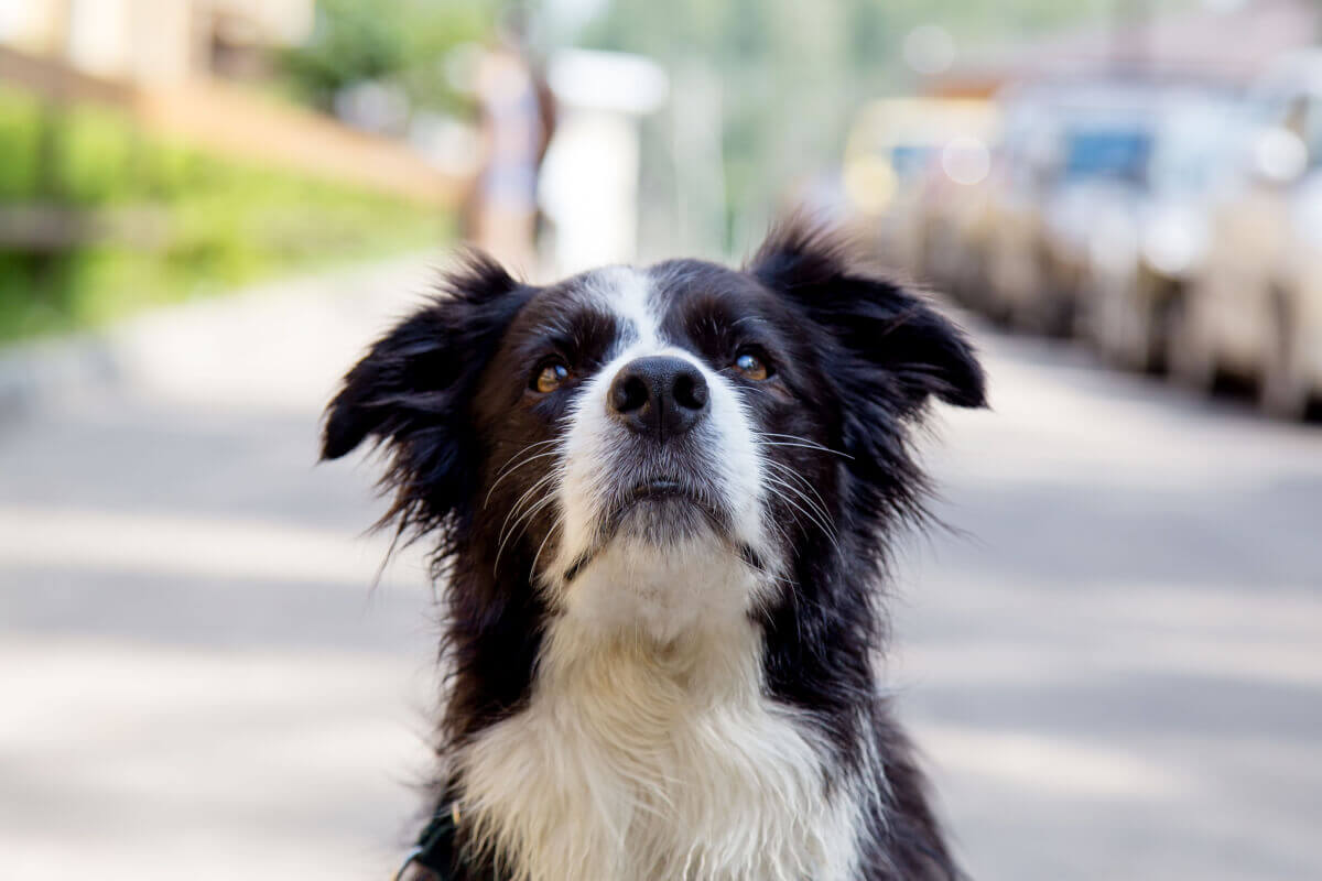 Choroba lokomocyjna u psów